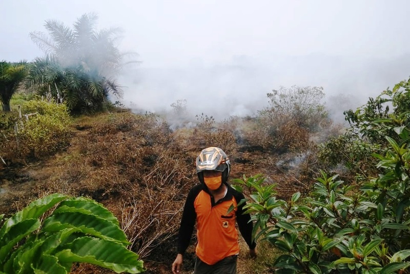 Harus Ada Tindakan Hukum, Agar Kebakaran Lahan di Mukomuko Tidak Meluas