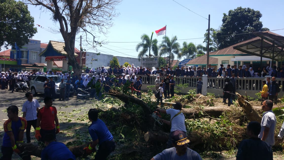 Pohon Tua Tumbang Menelan Korban Jiwa