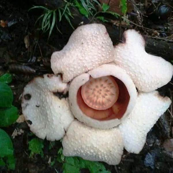 Viral, Bunga Rafflesia Putih Mekar di Desa Pagar Ulu Talo