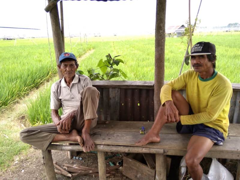 Padi Petani Dusun Besar  Kota Bengkulu Terancam Gagal Panen