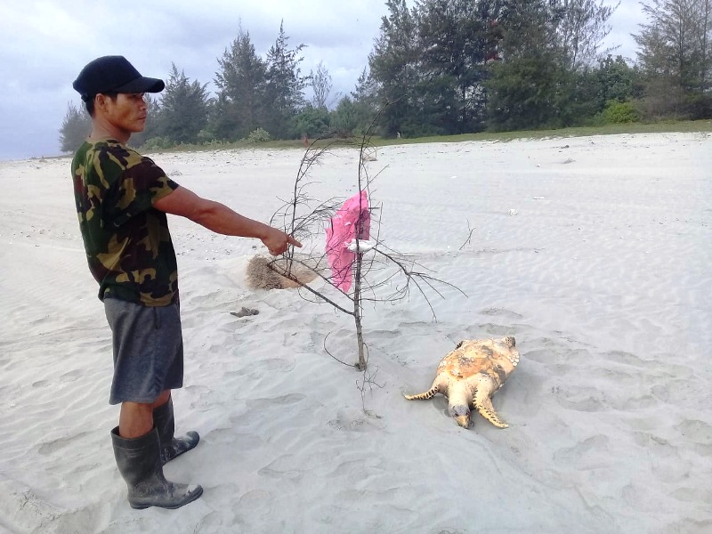 Warga Temukan Penyu dan  Ikan Mati di Kawasan PLTU