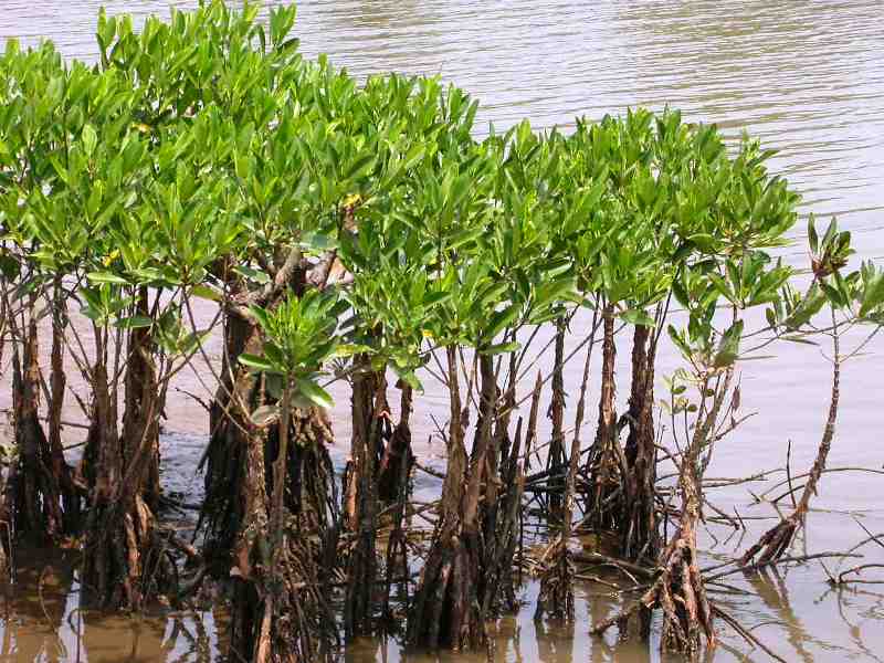 Program Penanaman Mangrove Terancam Gagal