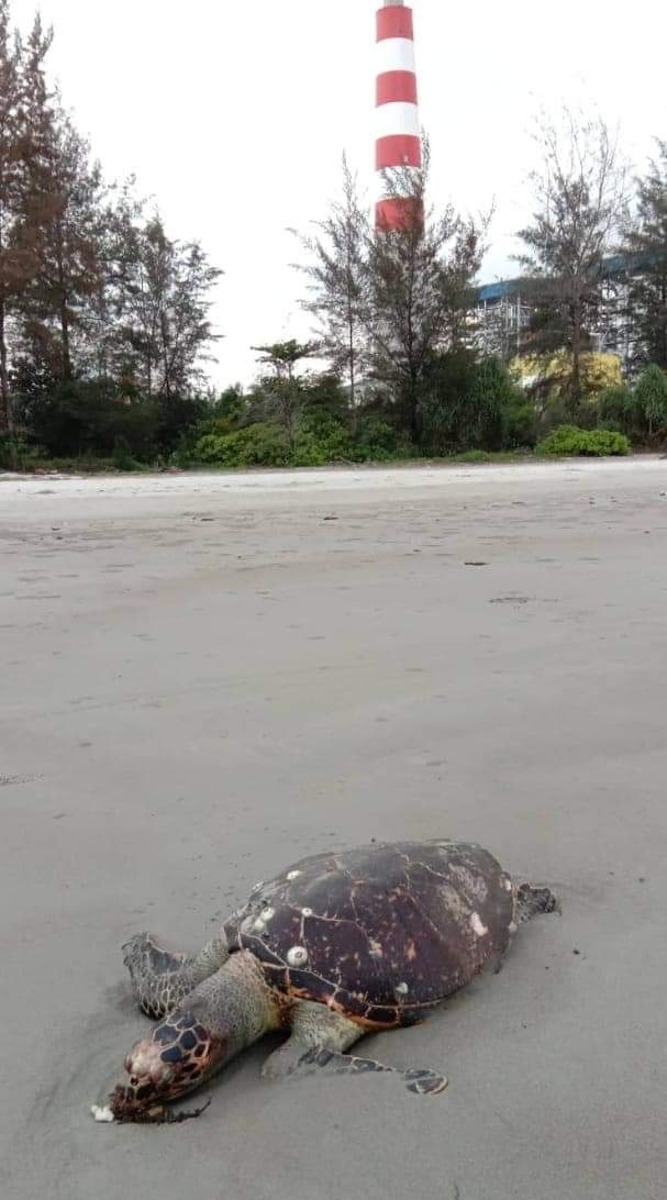 Gubernur Didesak Bereskan Kematian 9 Penyu dan Ikan