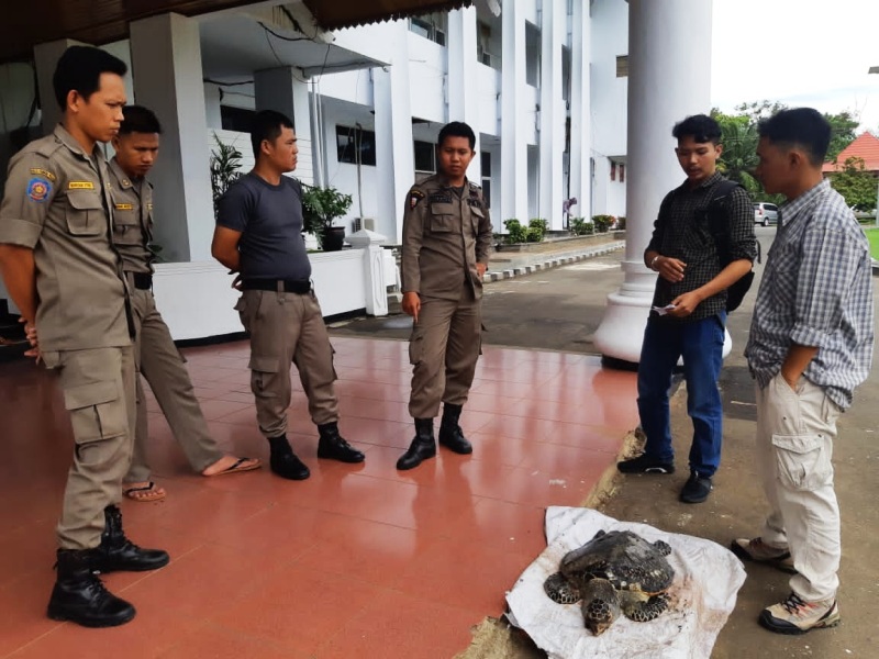 Penyu Banyak Mati Lagi, Massa Datangi Kantor Gubernur