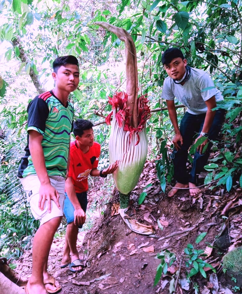 Waw, Bunga Bangkai Mekar Lagi di Talang Buai