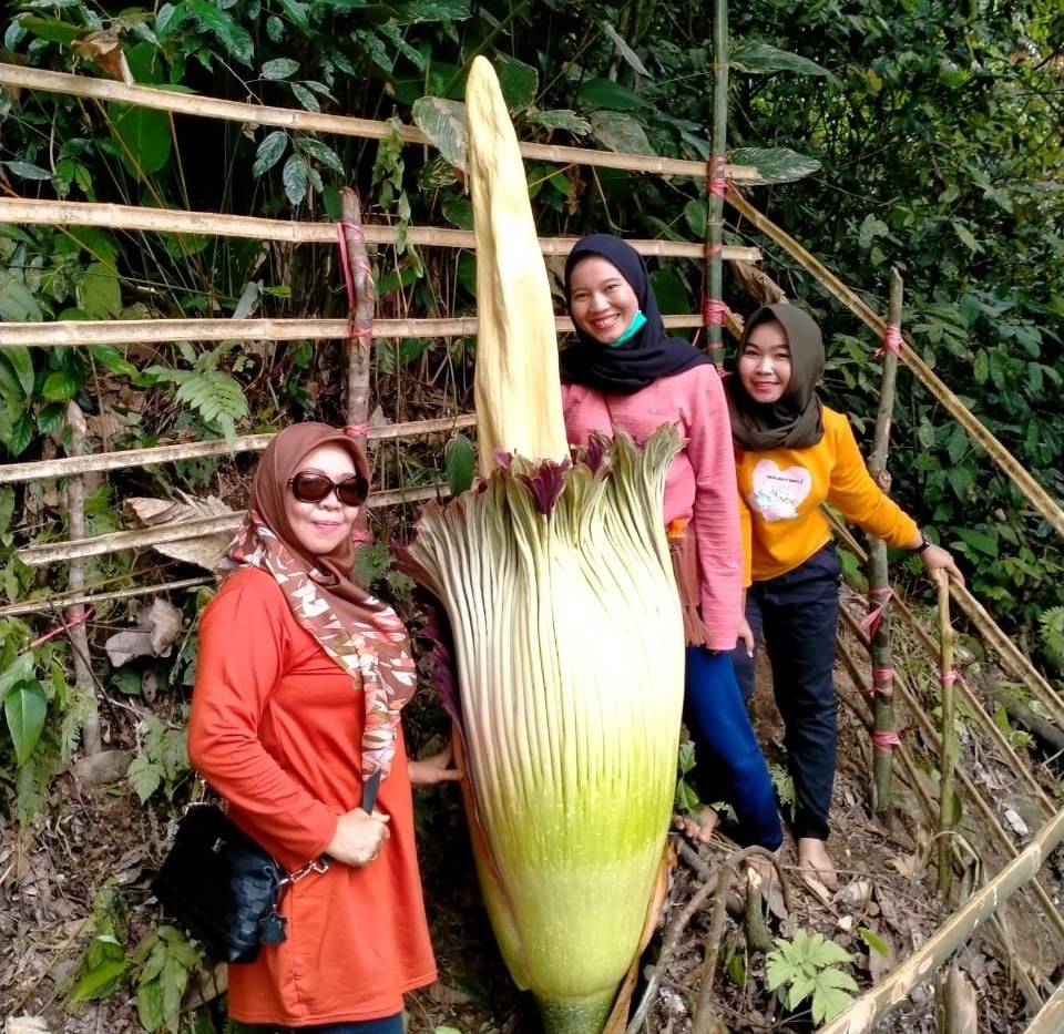 Dalam Sebulan Lima Bunga Bangkai Mekar di Talang Buai