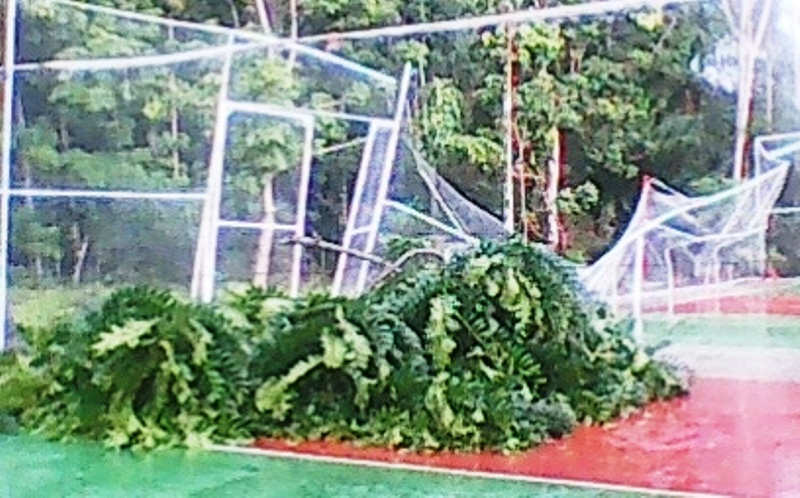 Pohon Tumbang Hantam Pagar Taman Bermain Anak