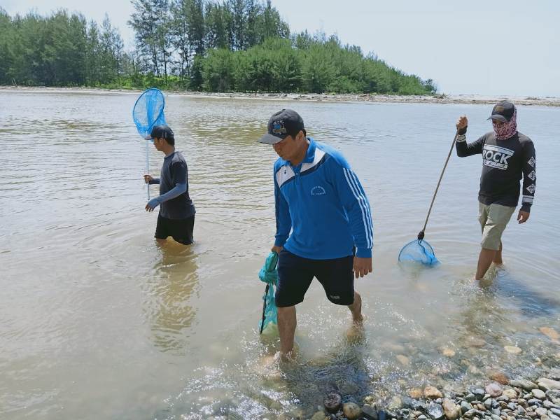 Ribuan Anak Ikan Mikih Ditangkap di Mukomuko