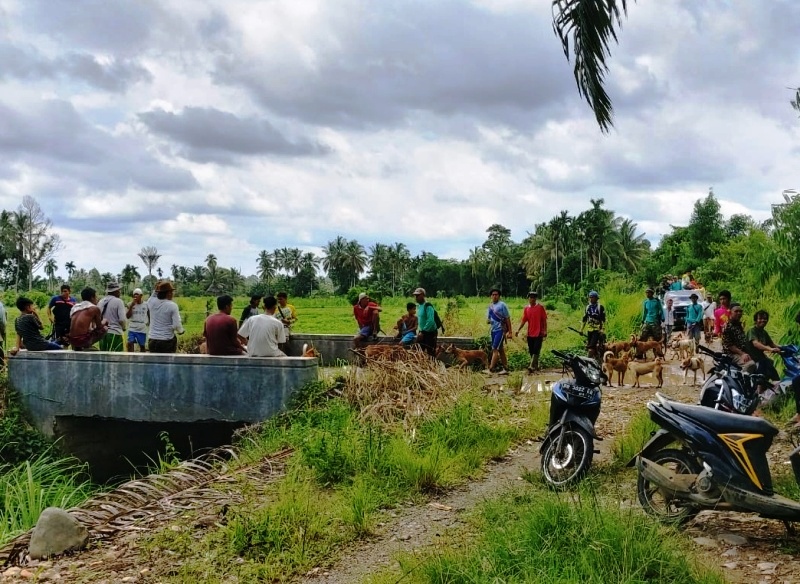 Diburu, Puluhan Ekor Babi Mati di Selagan Raya