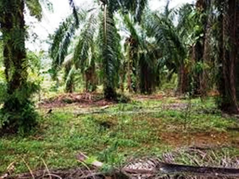 Ayoo… Ikuti Program Replanting Sawit untuk 300 Ha Lahan