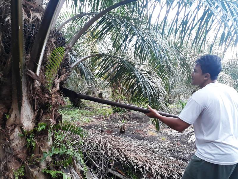 Ditingkat Petani, Harga Sawit Nyaris Jatuh Diangka Seribu