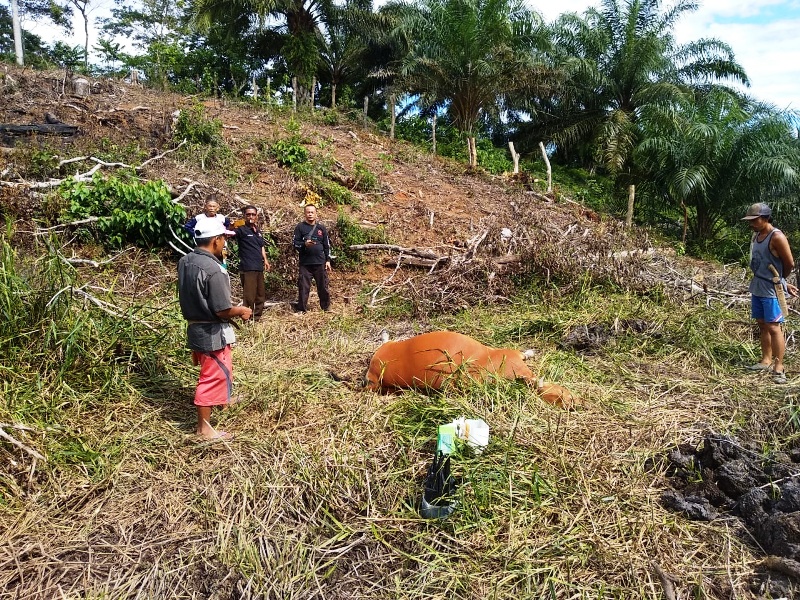 Dua Sapi Warga Air Simpang Mati