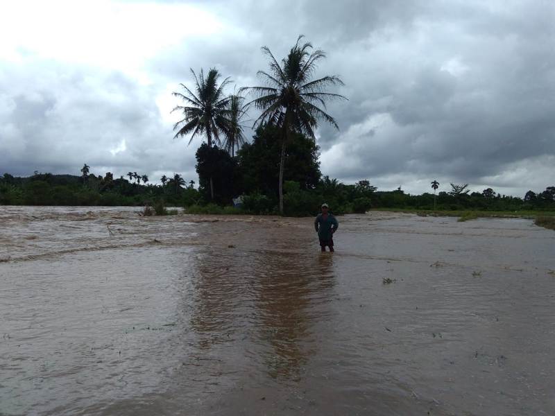 Puluhan Hektar Sawah di Selagan Raya Gagal Panen