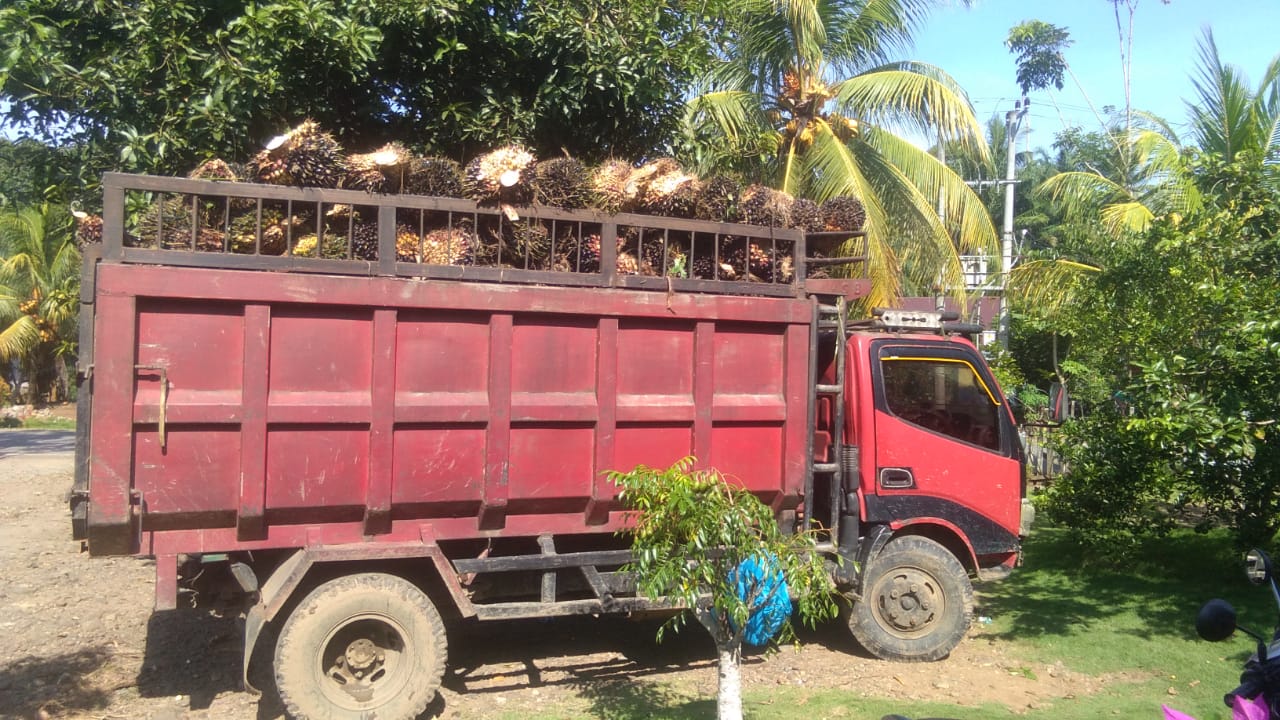 Gasak Sawit Satu Truck, Lima Pria Diamankan