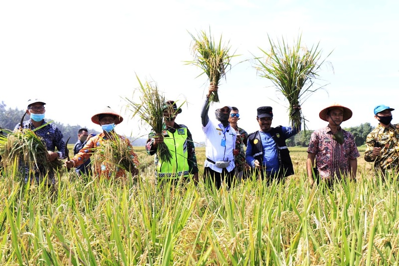 Panen Raya di Hamparan Air Baling, Desa Tanjung Tebat, Bupati Gusnan Serahkan Bantuan Benih