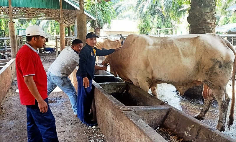 Covid-19, Peminat dan Stok Sapi untuk Kurban Menurun