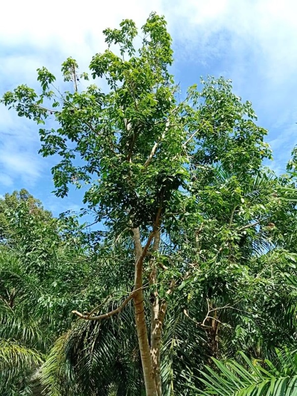 Harga Jengkol Mahal, Pemilik Adu Cepat dengan Maling