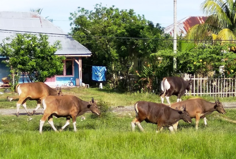 Pemilik Ternak Bisa Masuk Penjara