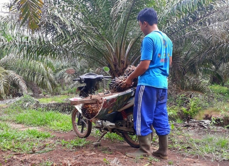 Mayoritas Pabrik di Mukomuko Sudah Naikkan Harga Beli Sawit