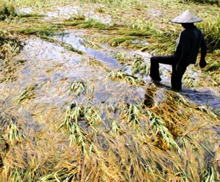 Sawah Gagal Panen, Petani Bisa Klaim Asuransi