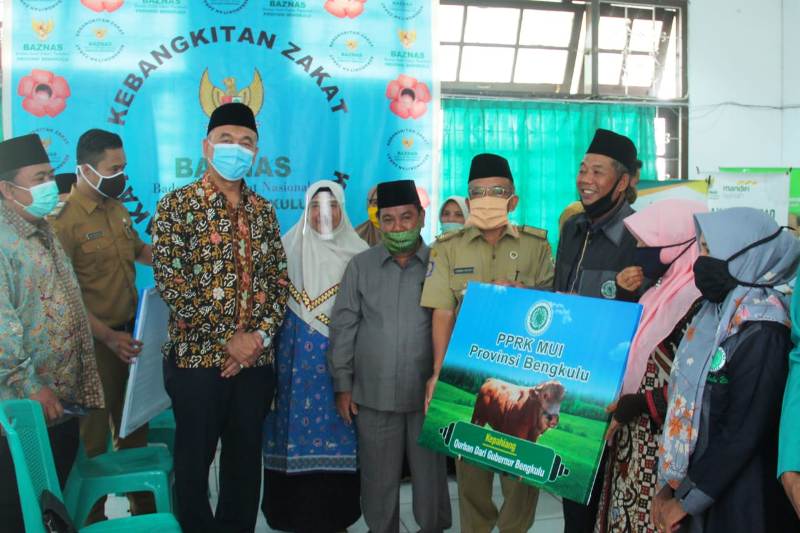 Sapi Kurban Gubernur Diserahkan kepada MUI Bengkulu