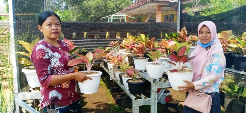 Tanaman Hias Aglonema Jadi Primadona, Harga Capai Jutaan