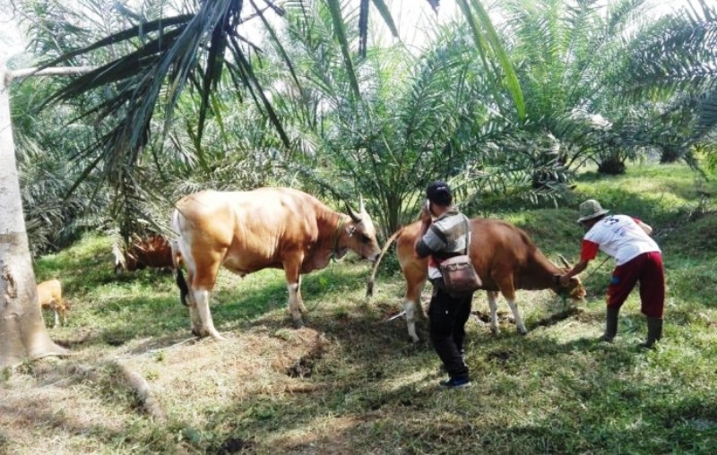 Idul Adha, Stok Hewan Kurban Aman