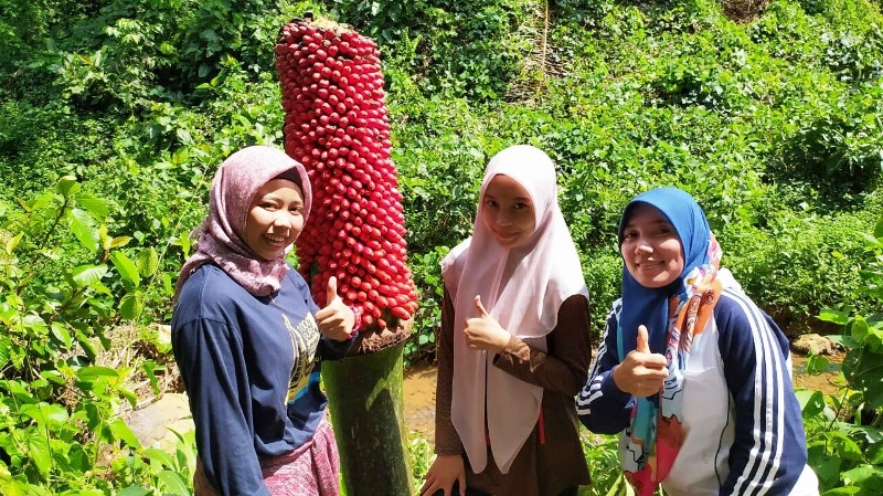 Unik, Buah dan Bunga Amorphophallus Tumbuh di Renah Kandis