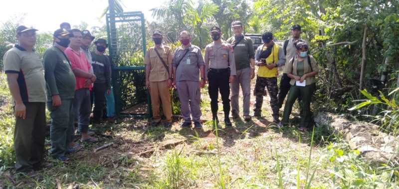 Belasan Kambing Dimangsa Harimau, BKSDA Pasang Kerangkeng dan Camera Pengintai