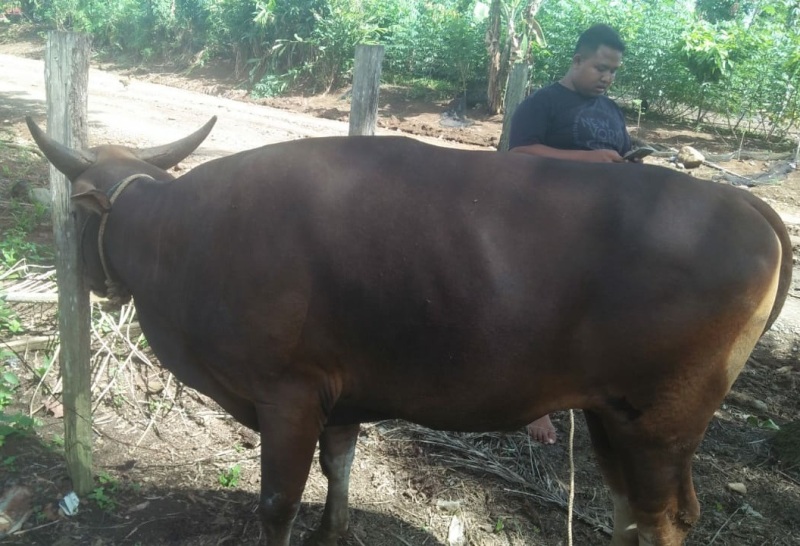 Teramang Jaya Paling Banyak Potong Kerbau untuk Kurban