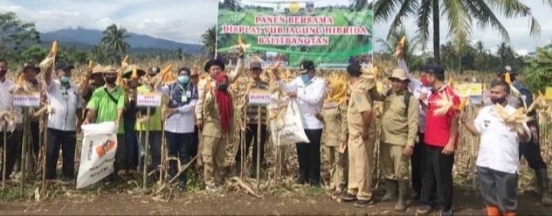 Panen Raya, Bupati Mian Dukung Jagung Varitas Unggul Baru