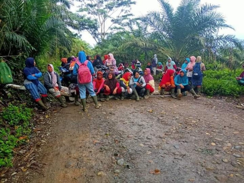 Ratusan Buruh Harian PT. DDP Minta Peluang Kerja Seperti Semula