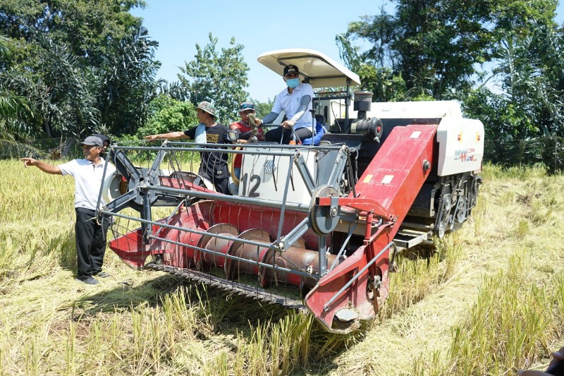 Panen Padi di Desa Tungkal, Gusnan Terkejut Hasil 7,8 Ton Perhektar