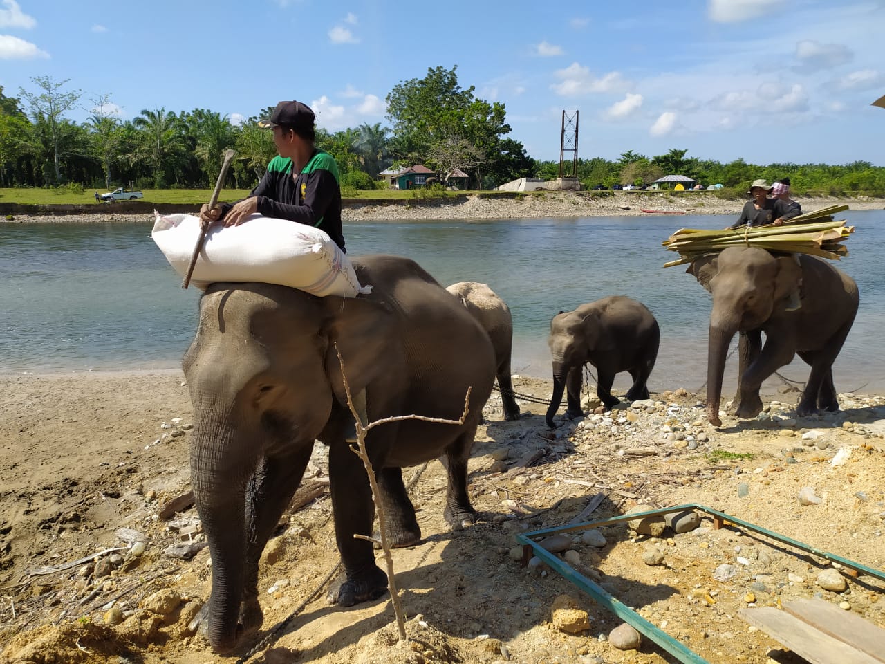 KEE, Harapan Terakhir Pelestarian Gajah di Bentang Seblat