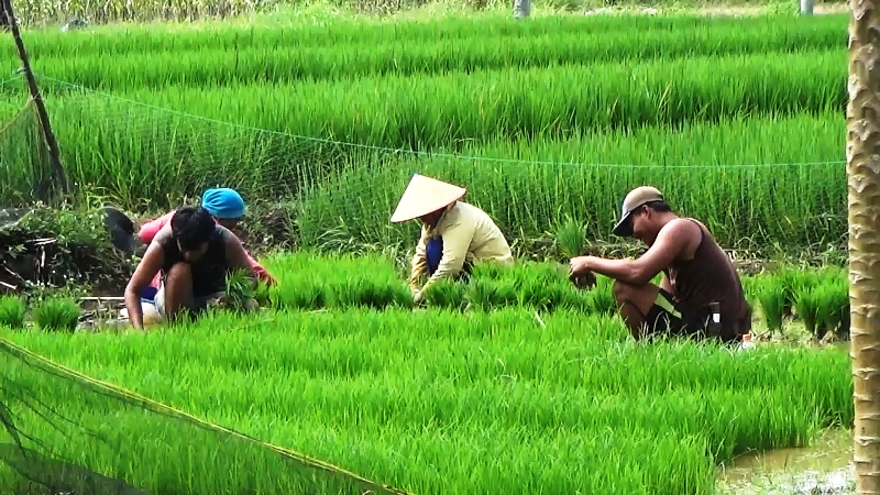 Pupuk Langka di Seluma, Petani Terancam Merugi