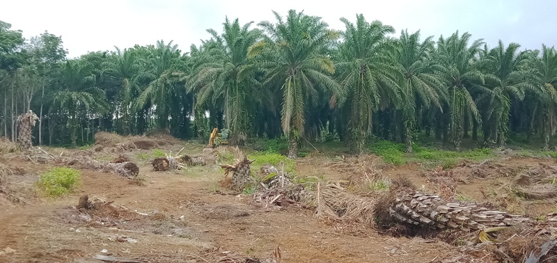 Distan Kebut Pendataan Calon Penerima Replanting di Mukomuko