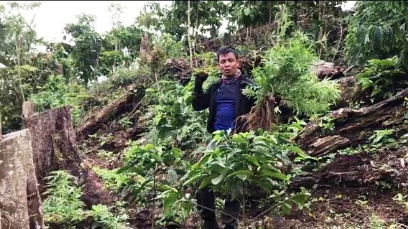 Ladang Ganja Masuk Kawasan Hutan Lindung