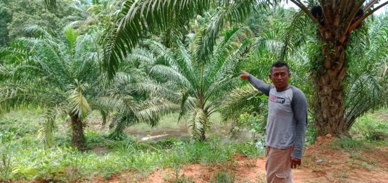 Penyuluh Pertanian Masih Minim