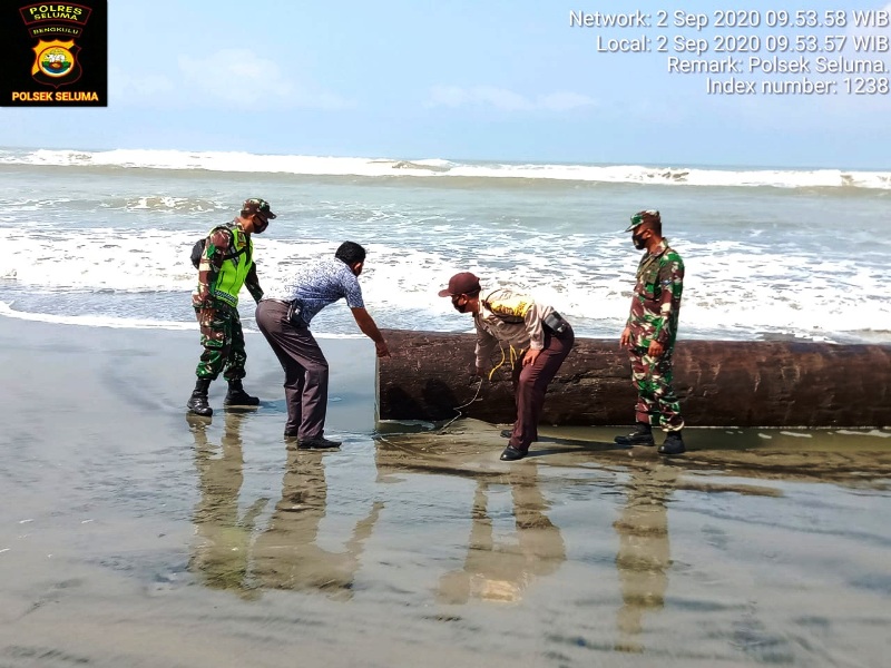 Terjepit Kayu Gelondongan, Warga Pasar Seluma Ditemukan Meninggal