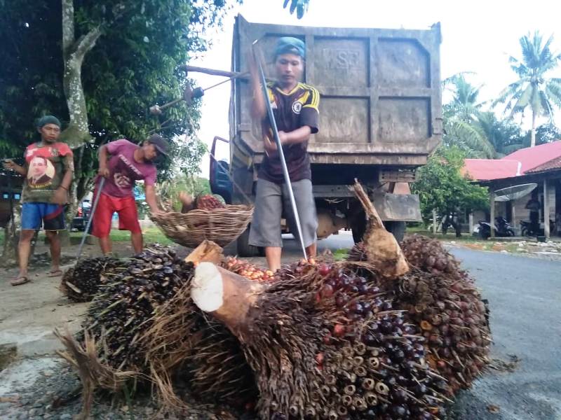 Satu Pabrik di Mukomuko Beli Sawit Rp 1.800 per Kilogram