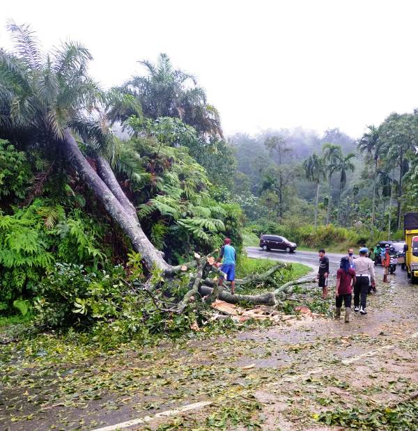 Pohon Tumbang, Jalan Liku Sembilan Macet Total