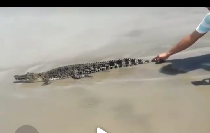 Beredar, Video Buaya Muncul di Pantai Mukomuko