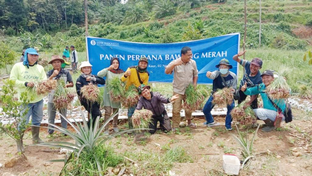 BI Bengkulu Kembangkan Bawang Merah di Kaur