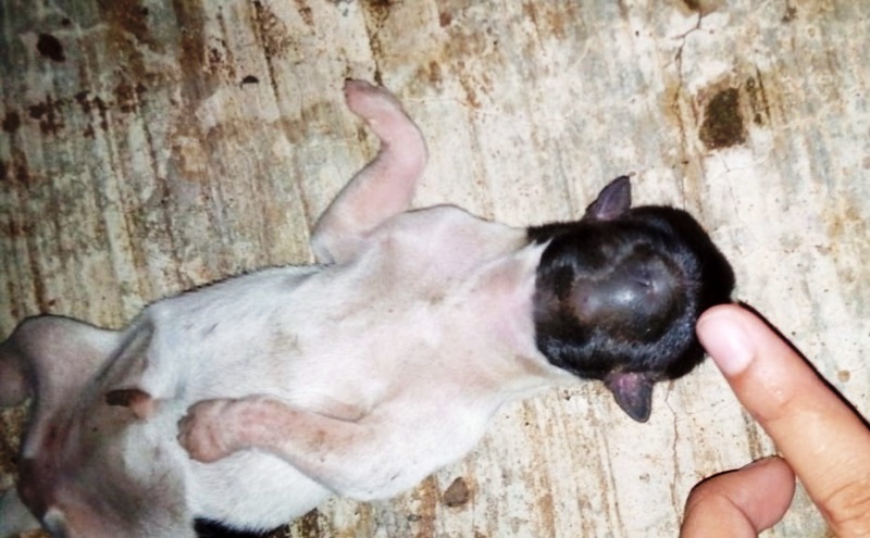 Warga Penyangkak Heboh, Anjing Lahir Tanpa Mata, Hidung dan Mulut