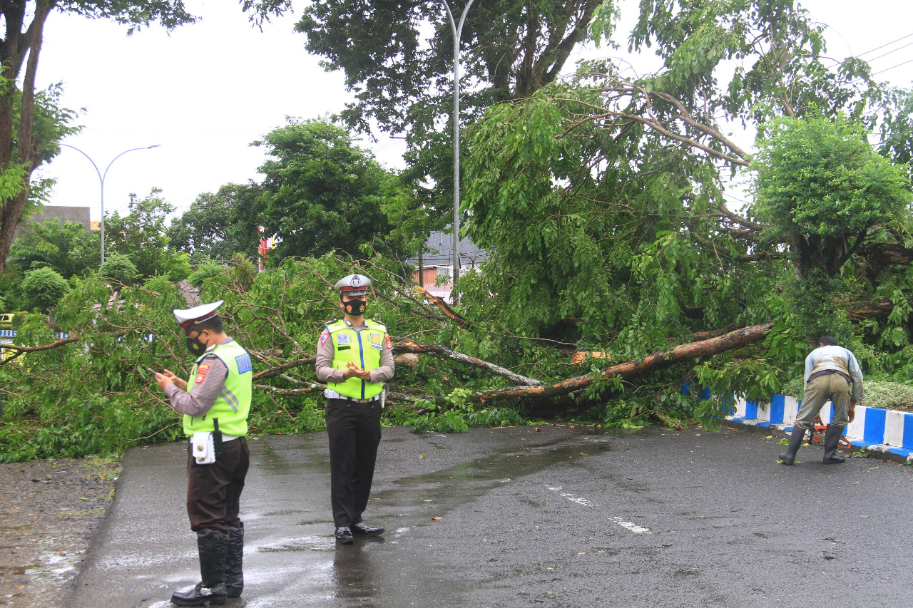 Angin Kencang, Pohon Tumbang di Tanah Patah