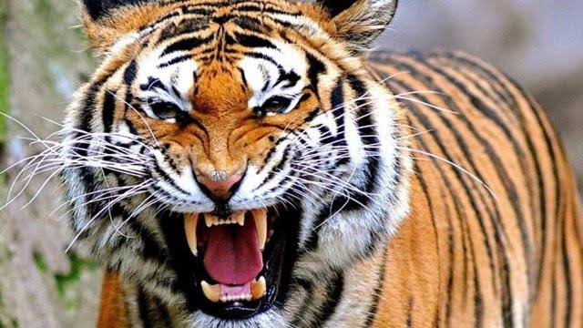 Warga Selagan Raya Diteror Harimau