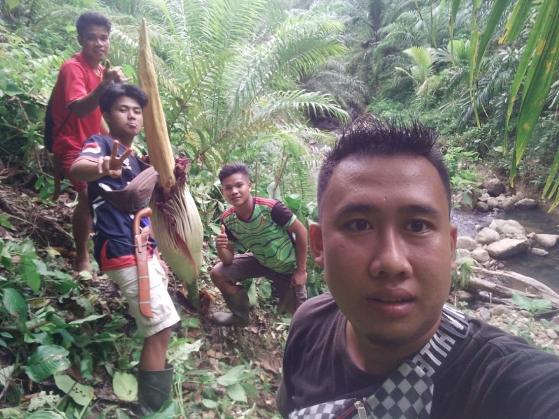 Tahun Baru, Bunga Raksasa Mekar Sempurna di Air Terjun Talang Buai