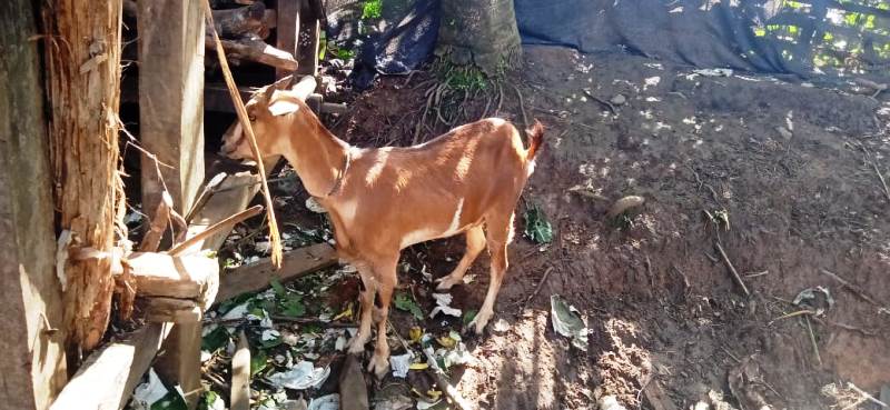 Maling 8 Ekor Kambing, Dua Warga Talo Kecil Diamankan