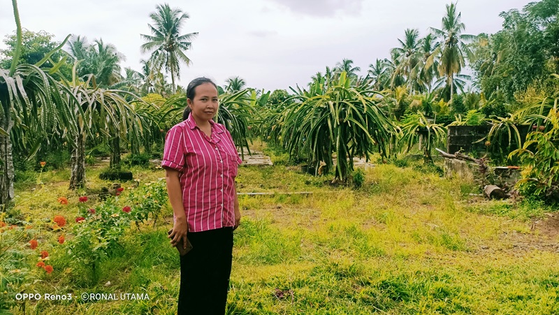 Berkebun Buah Naga di Rumah