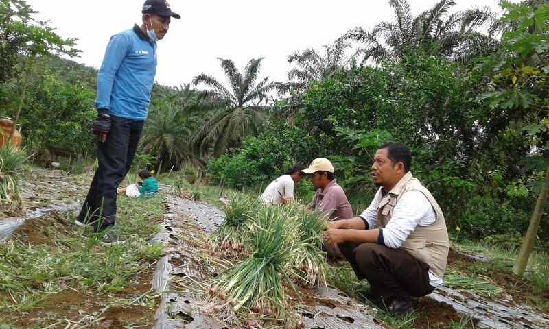 Poktan Talang Medan Sukses Budidayakan Bawang Merah